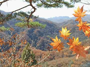 jingxianzhiniao 第8页