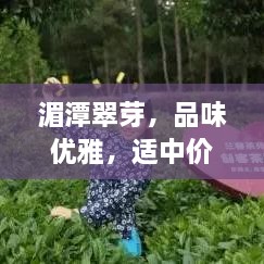 湄潭翠芽，品味优雅，适中价格，享受茶韵之美！