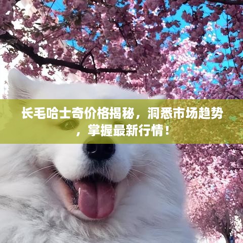 长毛哈士奇价格揭秘，洞悉市场趋势，掌握最新行情！