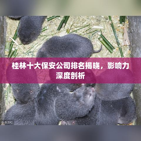 桂林十大保安公司排名揭晓，影响力深度剖析