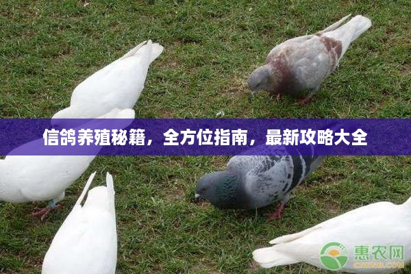 信鸽养殖秘籍，全方位指南，最新攻略大全