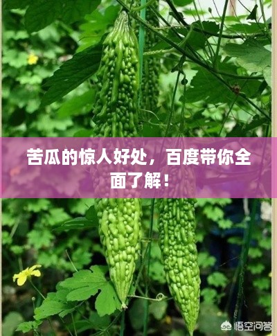 苦瓜的惊人好处，百度带你全面了解！
