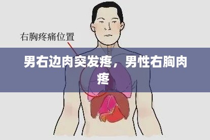 男右边肉突发疼，男性右胸肉疼 