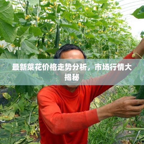 最新菜花价格走势分析，市场行情大揭秘