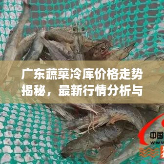 广东蔬菜冷库价格走势揭秘，最新行情分析与趋势预测
