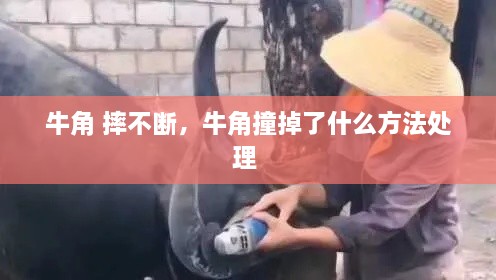 牛角 摔不断，牛角撞掉了什么方法处理 