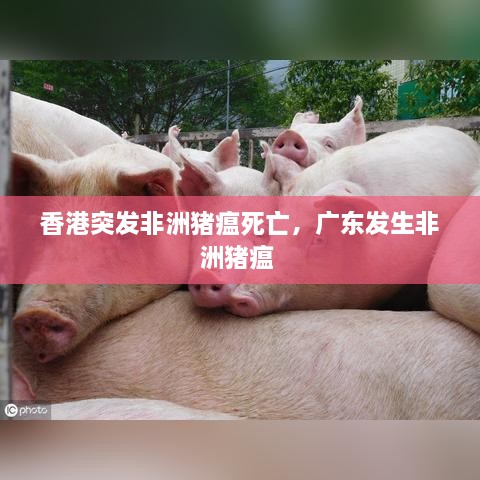 香港突发非洲猪瘟死亡，广东发生非洲猪瘟 