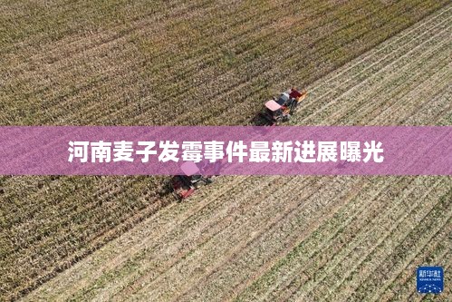 河南麦子发霉事件最新进展曝光