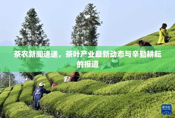 茶农新闻速递，茶叶产业最新动态与辛勤耕耘的报道