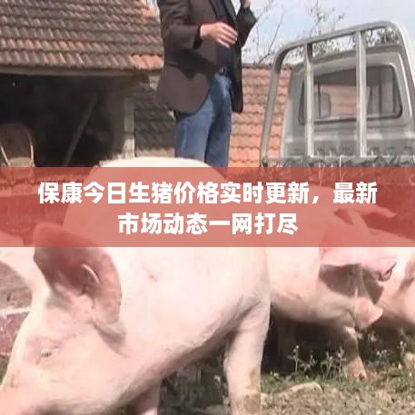 保康今日生猪价格实时更新，最新市场动态一网打尽