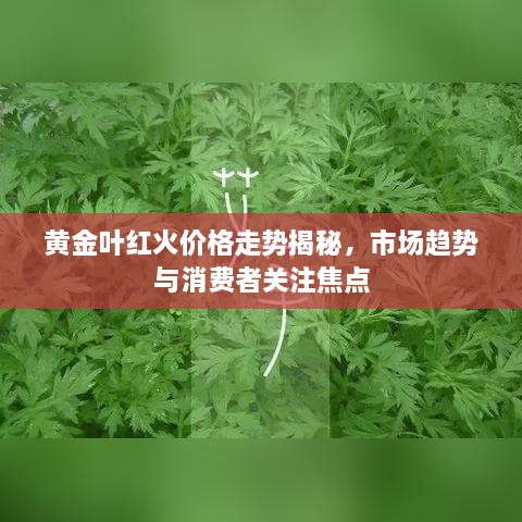 黄金叶红火价格走势揭秘，市场趋势与消费者关注焦点