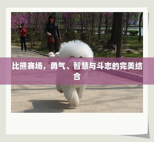 比熊赛场，勇气、智慧与斗志的完美结合